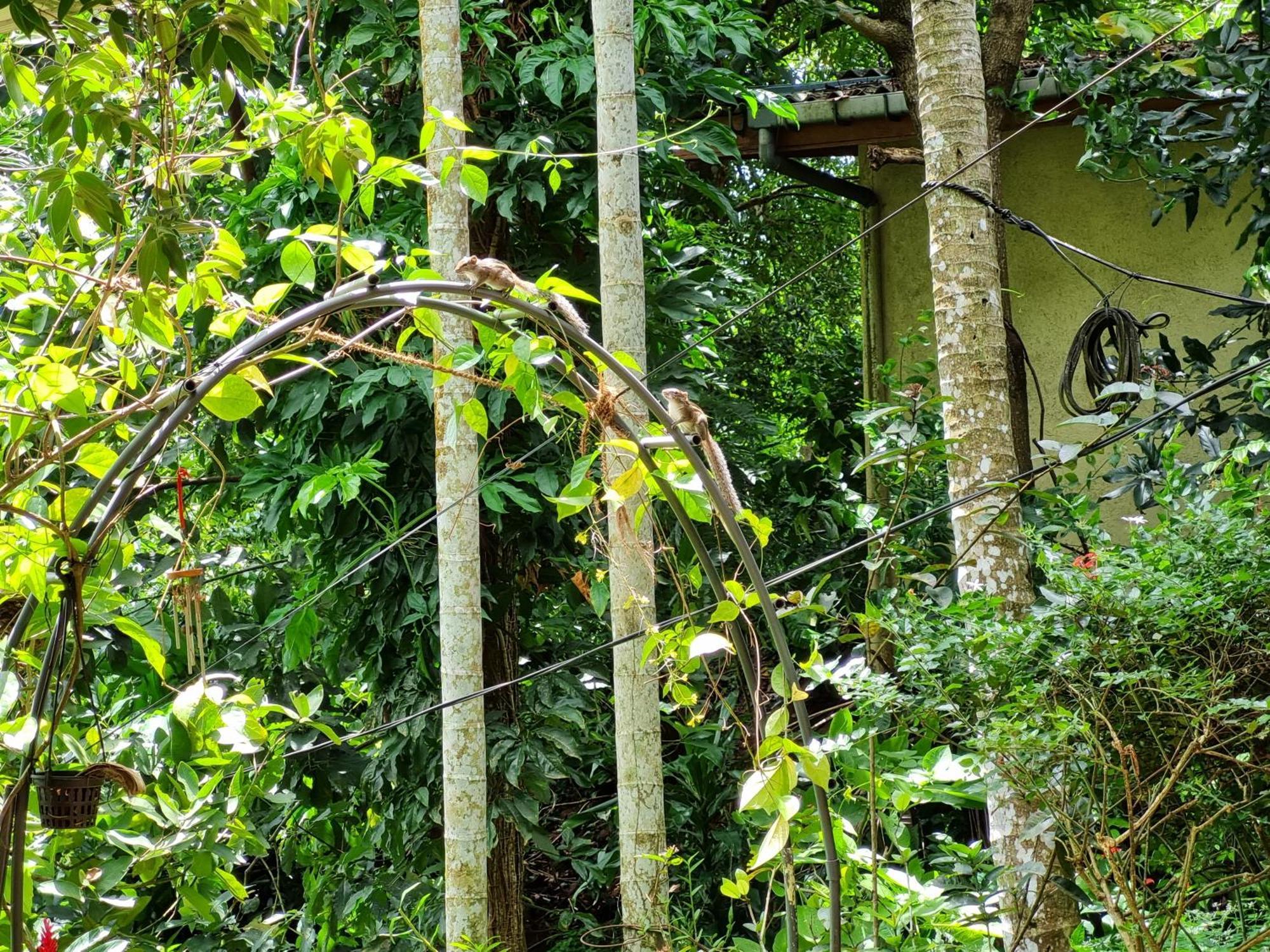 Squirrel'S Nest Hotel แคนดี้ ภายนอก รูปภาพ
