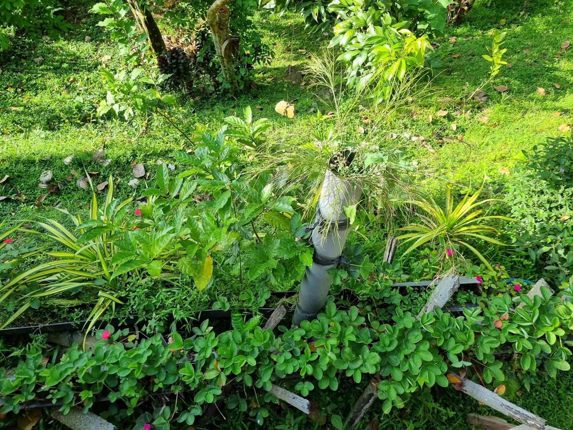 Squirrel'S Nest Hotel แคนดี้ ภายนอก รูปภาพ